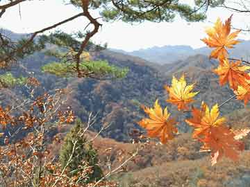 揭秘新任董家祿的未來藍(lán)圖，最新任職與未來展望
