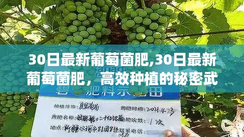高效種植的秘密武器，最新葡萄菌肥的使用與效果解析