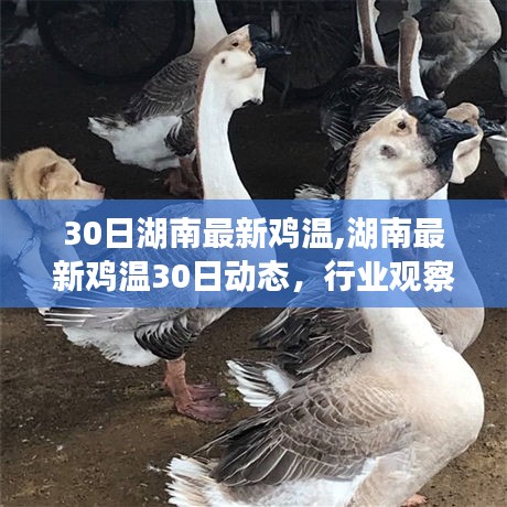 湖南雞溫最新動態(tài)，行業(yè)觀察與趨勢分析（3月30日）