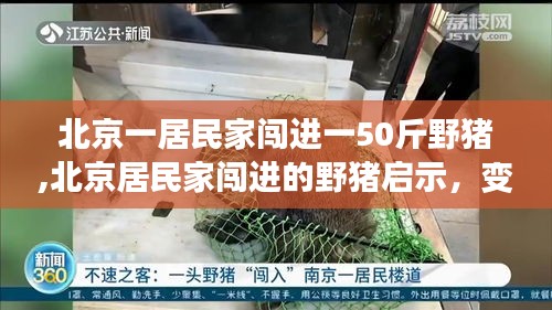 北京居民家野豬闖入事件，揭示變化力量與自信之光