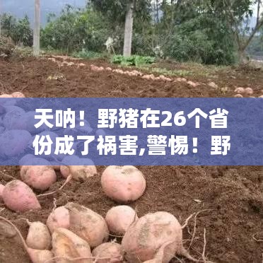 警惕！野豬泛濫成災(zāi)波及全國26省份，成為多地禍害