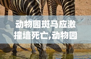 動物園斑馬應(yīng)激撞墻死亡事件，反思與評測