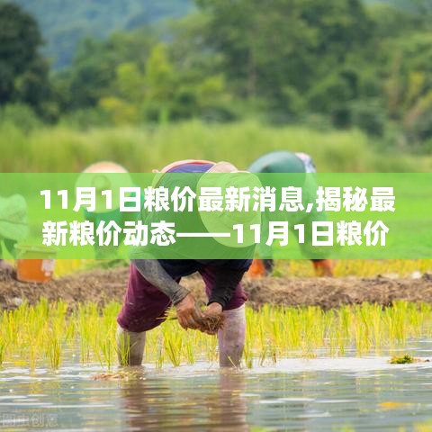 揭秘最新糧價動態(tài)，11月糧價分析與應對策略指南