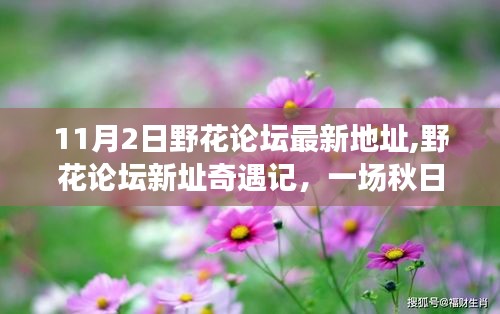 秋日暖陽(yáng)下的野花論壇新址奇遇，友情之旅啟程