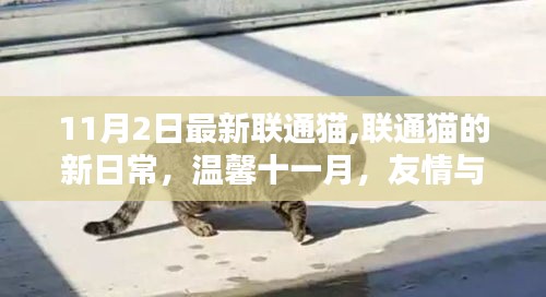 聯(lián)通貓新日常，十一月友情與陪伴的節(jié)日溫馨記錄