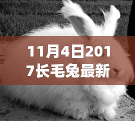 2017年11月長毛兔最新價格解析，特性、用戶體驗與目標(biāo)用戶群體深度探討