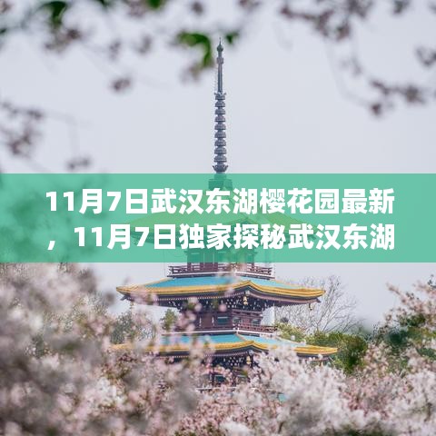 獨家探秘，武漢東湖櫻花園秋日絢爛，櫻花醉人心扉實拍紀實