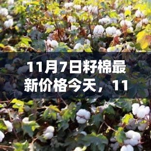 11月7日籽棉最新價格評析及今日市場動態(tài)