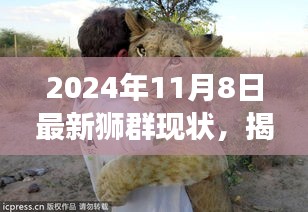 揭秘獅群現(xiàn)狀，最新觀察報告與深度思考（2024年11月8日）