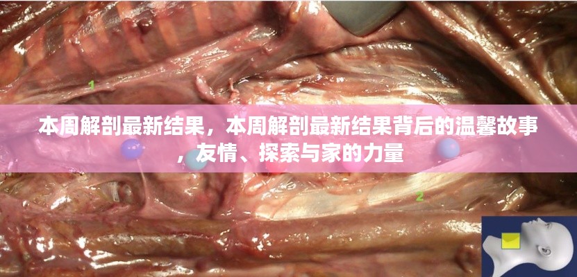 本周解剖最新結(jié)果，揭示溫馨故事背后的友情、探索與家的力量