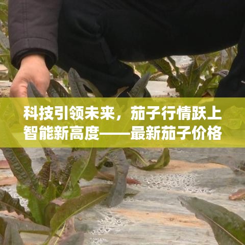 科技引領未來，茄子行情躍上智能新高度——最新茄子價格行情走勢解析與高科技產品體驗之旅
