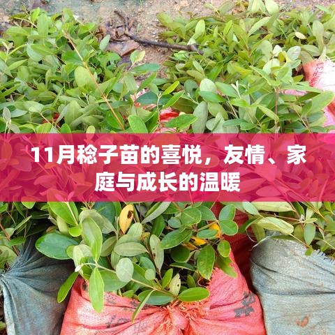 11月稔子苗的喜悅，友情、家庭與成長的溫暖