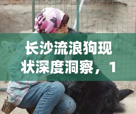 長沙流浪狗現(xiàn)狀深度洞察，11月的關注與行動呼吁