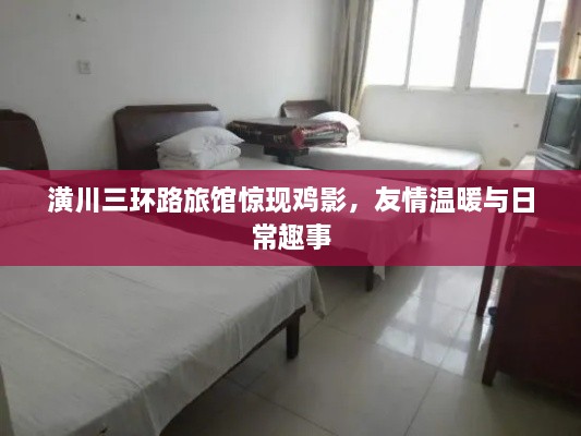 潢川三環(huán)路旅館驚現(xiàn)雞影，友情溫暖與日常趣事