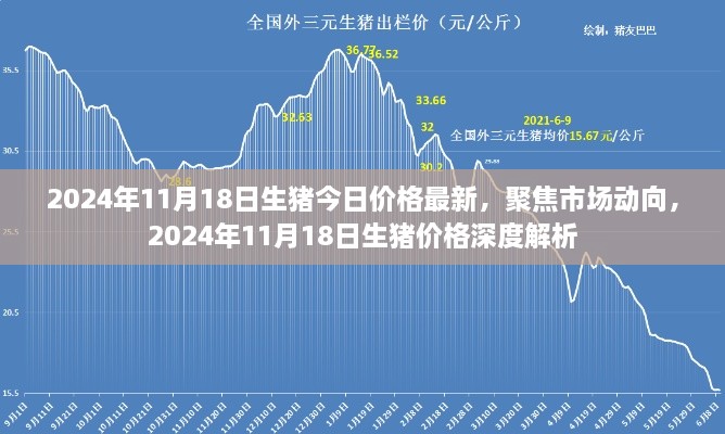 2024年11月18日生豬價格深度解析，市場動向聚焦