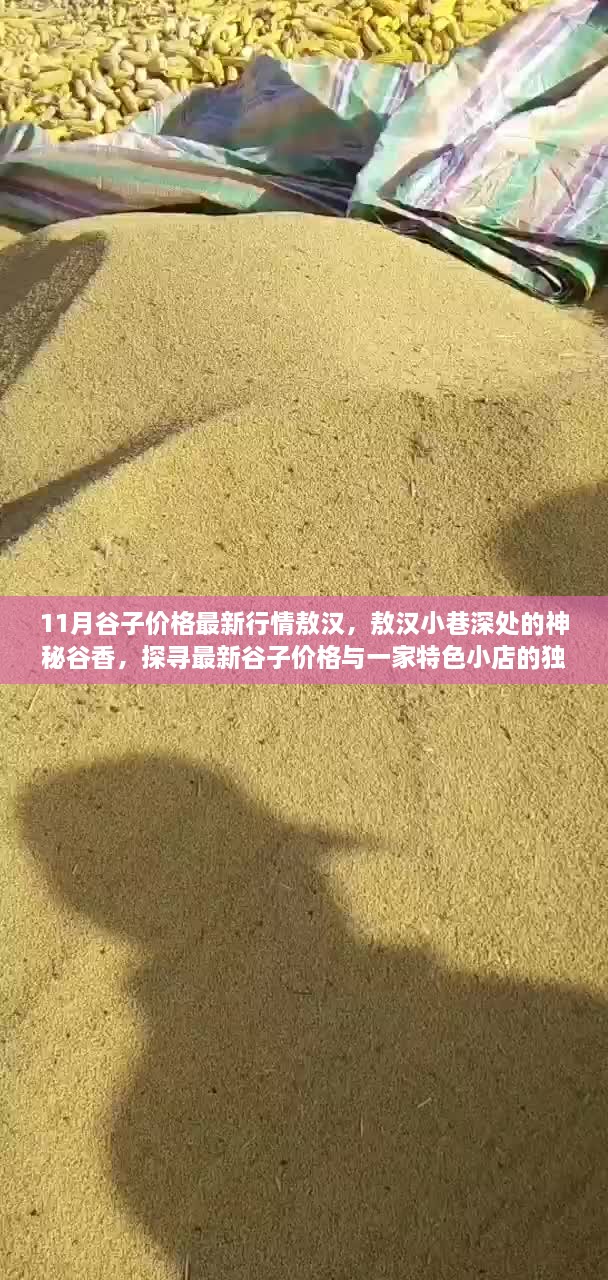 敖漢谷子最新行情揭秘，小巷深處的神秘谷香與特色小店魅力探尋