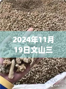 文山三七最新價(jià)格動(dòng)態(tài)，回顧變遷錄與最新動(dòng)態(tài)