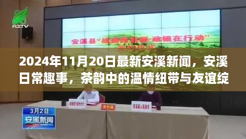 安溪新聞熱點(diǎn)，茶韻中的溫情紐帶與友誼綻放時(shí)刻（2024年11月20日）