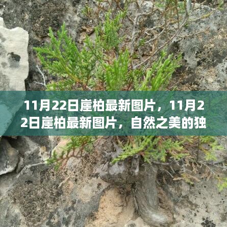11月22日崖柏最新圖片，11月22日崖柏最新圖片，自然之美的獨特展現(xiàn)