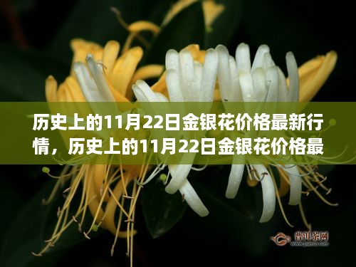 歷史上的11月22日金銀花價格行情深度解析與指南，初學(xué)者與進(jìn)階用戶必讀