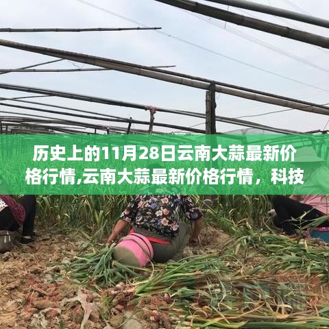 科技重塑大蒜市場格局，云南大蒜最新價格行情及歷史趨勢分析