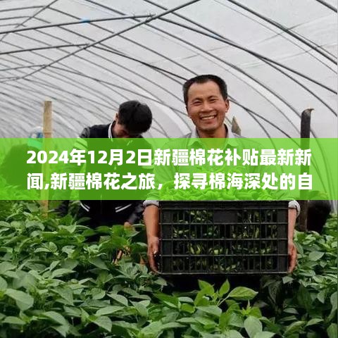 新疆棉花之旅，最新補(bǔ)貼政策下的美景探尋與心靈寧靜體驗(yàn)