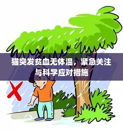 貓突發(fā)貧血無體溫，緊急關(guān)注與科學(xué)應(yīng)對措施