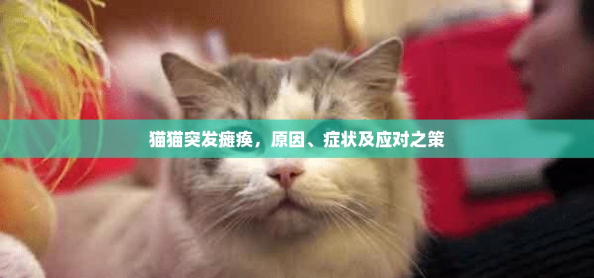 貓貓突發(fā)癱瘓，原因、癥狀及應(yīng)對(duì)之策