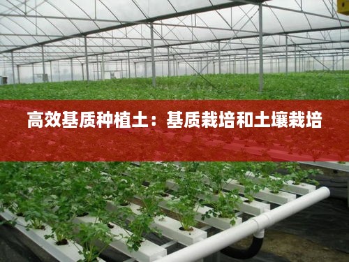 高效基質(zhì)種植土：基質(zhì)栽培和土壤栽培 