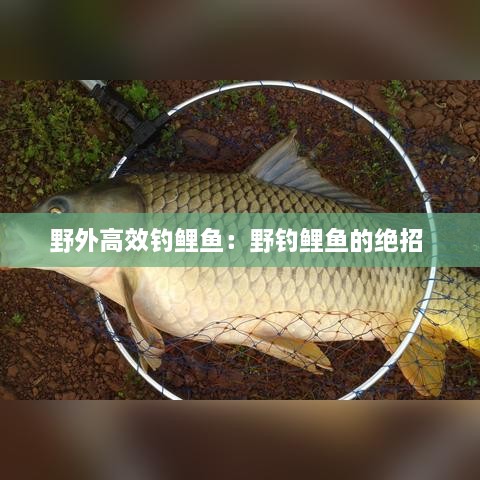 野外高效釣鯉魚：野釣鯉魚的絕招 