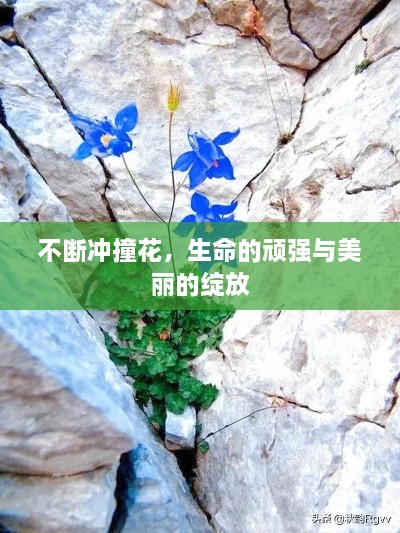不斷沖撞花，生命的頑強與美麗的綻放