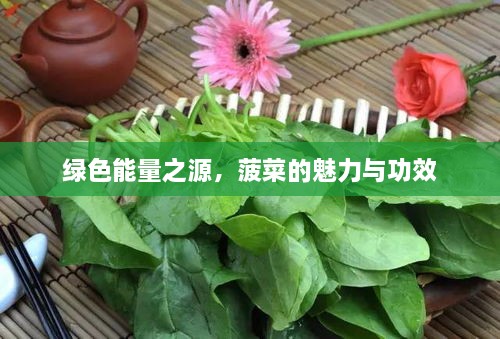 綠色能量之源，菠菜的魅力與功效