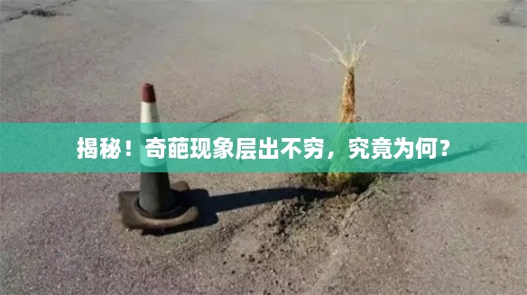 百尺無枝