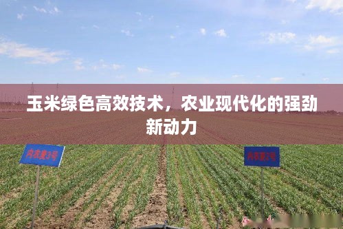 玉米綠色高效技術，農業(yè)現(xiàn)代化的強勁新動力