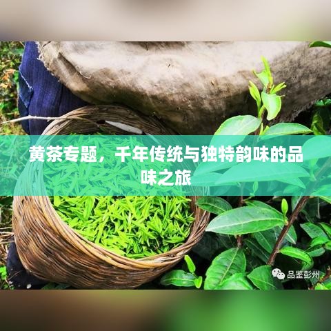 黃茶專題，千年傳統(tǒng)與獨(dú)特韻味的品味之旅