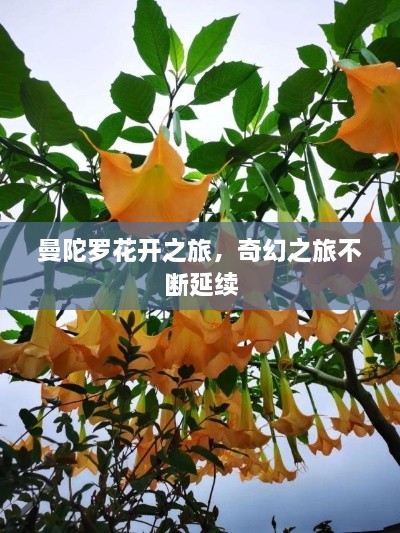 曼陀羅花開之旅，奇幻之旅不斷延續(xù)