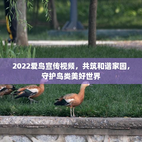 2022愛(ài)鳥(niǎo)宣傳視頻，共筑和諧家園，守護(hù)鳥(niǎo)類美好世界