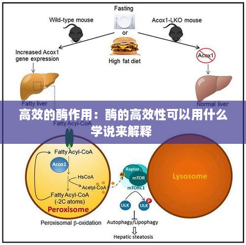 高效的酶作用：酶的高效性可以用什么學(xué)說(shuō)來(lái)解釋 