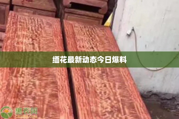 緬花最新動(dòng)態(tài)今日爆料