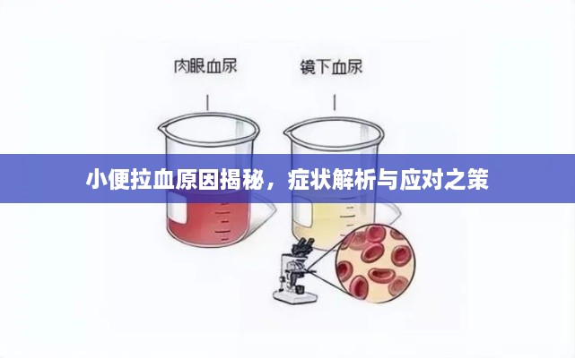 小便拉血原因揭秘，癥狀解析與應(yīng)對(duì)之策