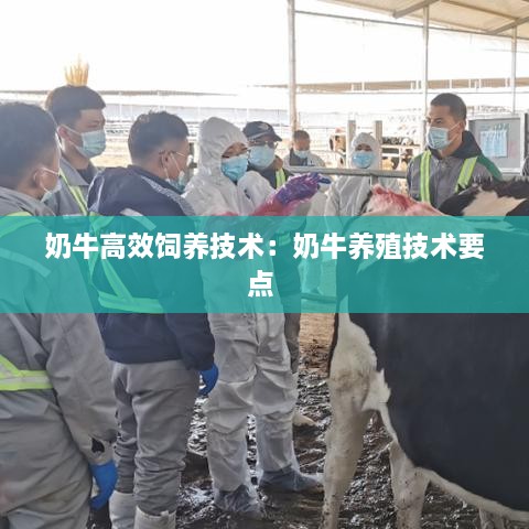 奶牛高效飼養(yǎng)技術(shù)：奶牛養(yǎng)殖技術(shù)要點(diǎn) 