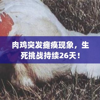 肉雞突發(fā)癱瘓現(xiàn)象，生死挑戰(zhàn)持續(xù)26天！