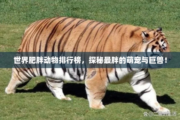 世界肥胖動物排行榜，探秘最胖的萌寵與巨獸！