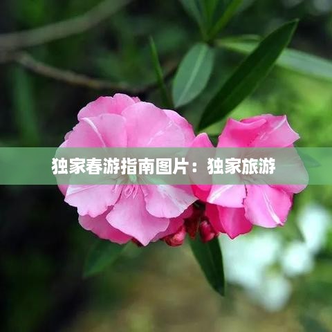 獨家春游指南圖片：獨家旅游 