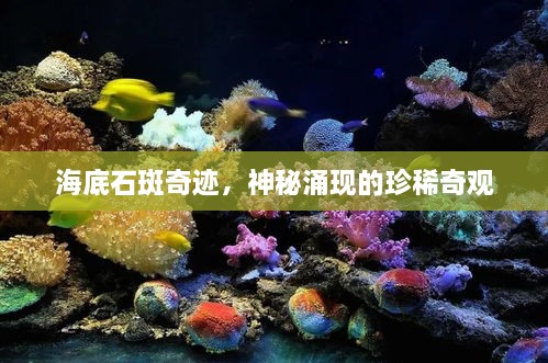 海底石斑奇跡，神秘涌現(xiàn)的珍稀奇觀