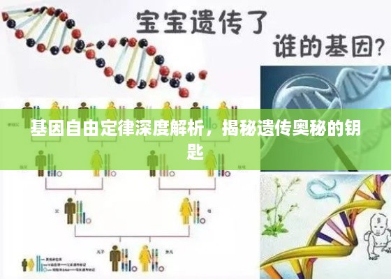 基因自由定律深度解析，揭秘遺傳奧秘的鑰匙