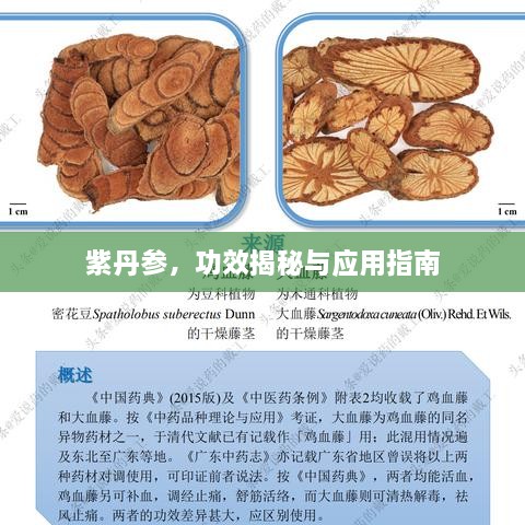 紫丹參，功效揭秘與應(yīng)用指南