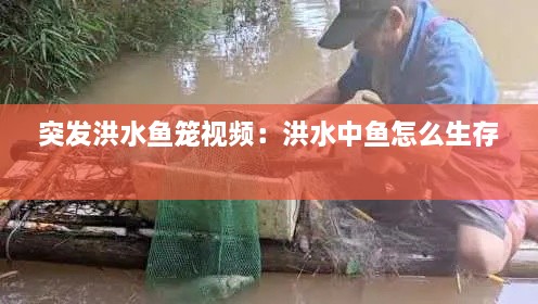 突發(fā)洪水魚(yú)籠視頻：洪水中魚(yú)怎么生存 