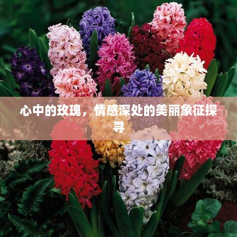 心中的玫瑰，情感深處的美麗象征探尋