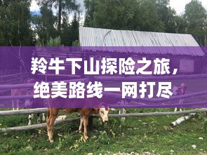 羚牛下山探險之旅，絕美路線一網打盡！